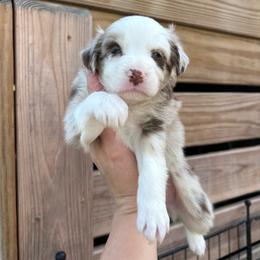 Yellow collar girl - Red merle female Australian Shepherd puppy in Flat Rock, Alabama from Fluffy Butt Acres