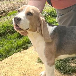 Gandalf - Beagle