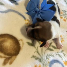 Odie - Piebald male Dachshund puppy in Conroe, Texas from Harper’s Waggin Winnie’s