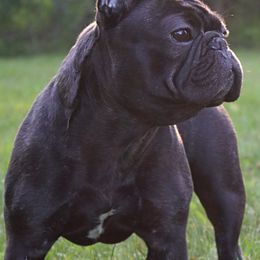 French Bulldogs and Labrador Retrievers from Northern Ridge Retrievers & The Frenchie Babes