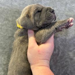 Yellow collar - Blue female Great Dane puppy in Tyler, Texas from Blessed By Danes