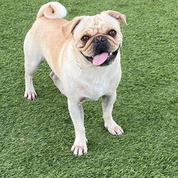 Goldie - Pug