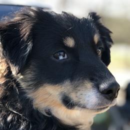 Chip - Miniature Australian Shepherd