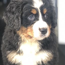 Bernese Mountain Dog Puppies from Humble Hearts Bernese