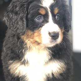 Bernese Mountain Dog Puppies from Humble Hearts Bernese