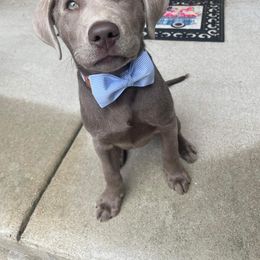 Dilute Retriever and Labrador Retriever Puppies from SmoKy Hills Labradors