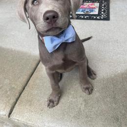 Dilute Retriever and Labrador Retriever Puppies from SmoKy Hills Labradors