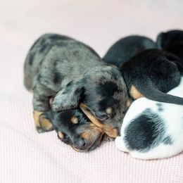 Dachshund Puppies from Beyond the Tail