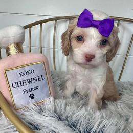 Channel (Dark purple) - Blenheim female Cavapoo puppy in West Haven, Utah from Harper Haven Cavapoos & Doodles