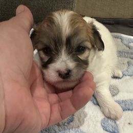 Philly - Tri-color male Coton de Tulear puppy in Pflugerville, Texas from Beethoven’s Cotons