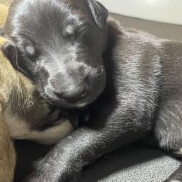 Black velvet - Black female Greyhound puppy in Cedar Glen, California from Hook Creek Farms