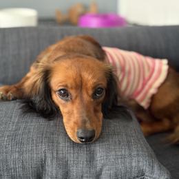 Peach - Dachshund