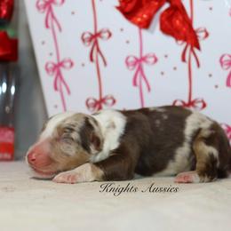 Bear - Red merle male Australian Shepherd puppy in Ceres, California from Knight's Aussies