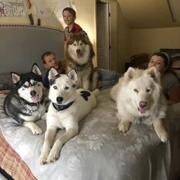 Siberian Husky All Grown Up from Osiris’s Siberians