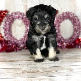 Miniature Schnauzer Puppies from Silver Sage Schnauzers