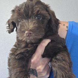 Rocket - Brown and white male Aussiedoodle puppy in Loveland, Colorado from A&L Ranch Aussiedoodles