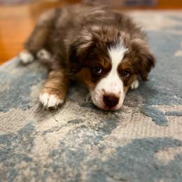 Miniature Australian Shepherd Puppies from Highland Hills Mini Aussies