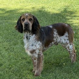 Passat - English Springer Spaniel
