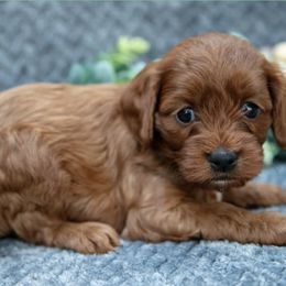 Prince - Red male Cavapoo puppy in Cedar City, Nevada from Puppy Maker