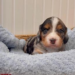 Sterling - Merle male Cavapoo puppy in Knoxville, Tennessee from Duke’s Forever Doodles