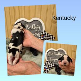 Kentucky - Black and white male English Springer Spaniel puppy in Freeland, Michigan from McNally's Springer Spaniels
