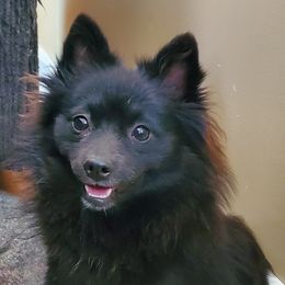 Pippi - Companion Cross