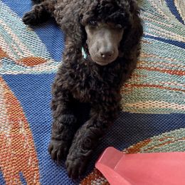 Poodle Puppies from Topsail Breeders