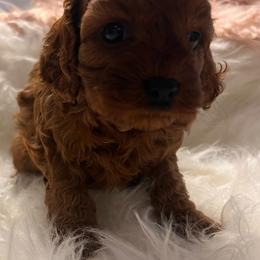 Lennox - Red female Cavapoo puppy in Fairmont, West Virginia from Robin Nelson