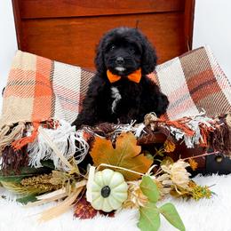 Tanner - Black male Cavapoo puppy in North Carolina from NC Doodle Puppies
