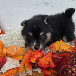 Jasmine - Tri-color female Pomsky puppy in Elgin, Oregon from Kenna'z Kuddly Pomskiez