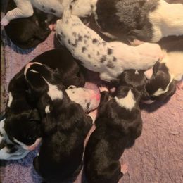 Mantle Male E - Mantle male Great Dane puppy in Golconda, Illinois from Breken Great Danes