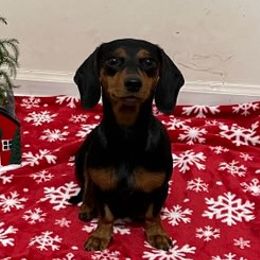 Dachshunds from Griselda Avalos's Dachshunds
