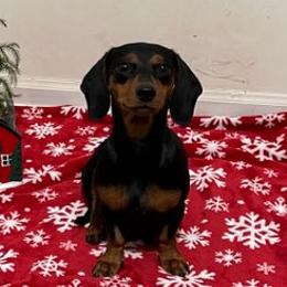 Dachshunds from Griselda Avalos's Dachshunds