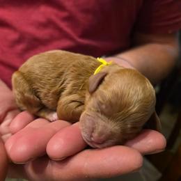 Valentine - Red female Cavapoo puppy in Blackfoot, Idaho from Draper Mountain Doodles
