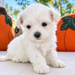 Maltipoo puppies from Cedar Creek Doodles