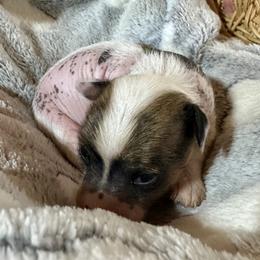 Hairless boy - Sable male Chinese Crested puppy in Rockvale, Tennessee from Cosmic Chinese Cresteds & Wind-Echo Poodles