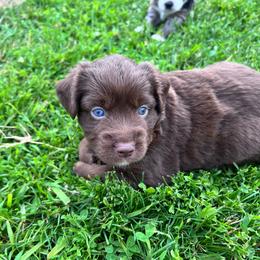 Loki - Red tri male Miniature Australian Shepherd puppy in Marion, Michigan from Highland Hills Mini Aussies