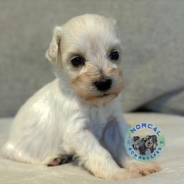 Ivy - White female Miniature Schnauzer puppy in Magalia, California from NorCal Schnauzers