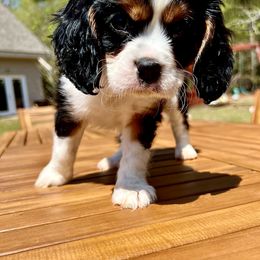 Cavalier King Charles Spaniel Puppies from Ohana Cavalier King Charles Spaniels