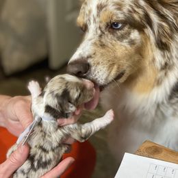 Aussiedoodle Puppies from Gore Doodle Ranch