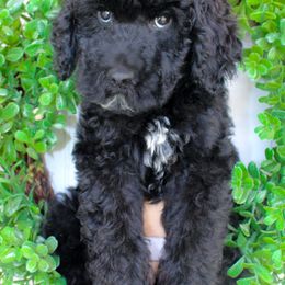 Goldendoodle puppies from Cedar Creek Doodles