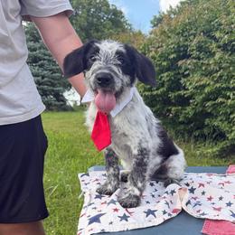 Melvin - Black and white male Aussiedoodle puppy in Hopkins, Missouri from Mowry Creek Mini Aussiedoodles and More