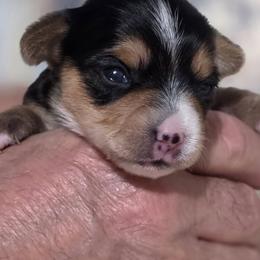 Girl 1 - Black and tan female Yorkshire Terrier puppy in Huddleston, Virginia from Potters Puppies