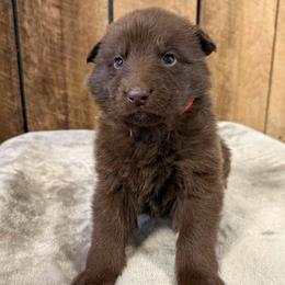 Red HC - Liver male German Shepherd puppy in Terra Alta, West Virginia from Shepherd Country Farm and Kennels