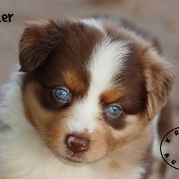Neezer - Red merle female Miniature Australian Shepherd puppy in Garden Plain, Kansas from Krazy K Aussies