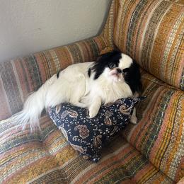 Sunny - Japanese Chin