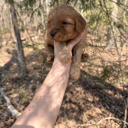 Linen - Red female Cavapoo puppy in Midland, North Carolina from Rocky River Cavapoos