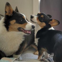 American Corgis and Pembroke Welsh Corgis from Cole's Corgi Compound