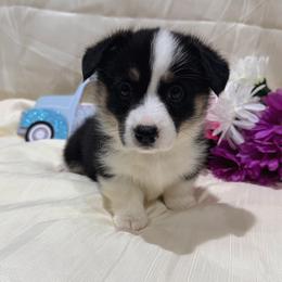 Lily - Black and tan female Pembroke Welsh Corgi puppy in El Dorado Springs, Missouri from Trixie Dixie