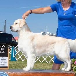 Golden Retrievers from Blue River Goldens